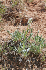 Oreocarya breviflora