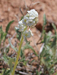 Oreocarya breviflora