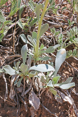 Oreocarya breviflora