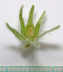 Oreocarya breviflora