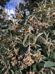 Buddleja incana