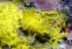 Diversidoris crocea