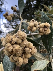 Buddleja incana