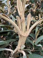 Buddleja incana