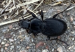 Cyclotrachelus torvus