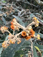 Buddleja incana