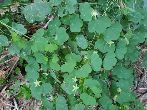 Image of Passiflora filipes by (c) Tom Field, some rights reserved (CC BY)
