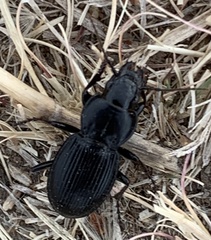 Cyclotrachelus torvus