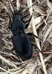 Cyclotrachelus torvus