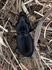 Cyclotrachelus torvus