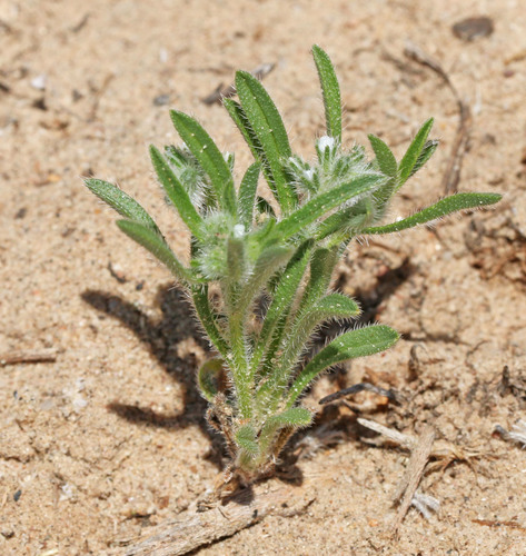 Kelsey's Cryptantha