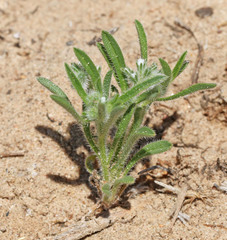 Cryptantha kelseyana