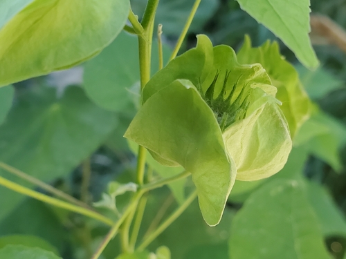 Image of Abutilon hypoleucum by (c) Tom Field, some rights reserved (CC BY)