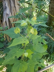 Abutilon hypoleucum