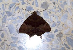 Coronidia leachi