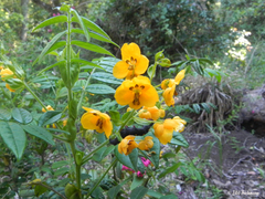 Senna stipulacea