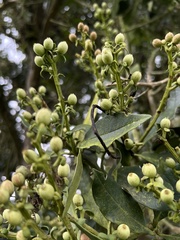 Gaiadendron punctatum