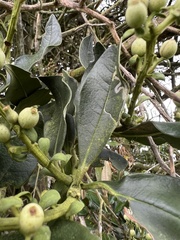 Gaiadendron punctatum