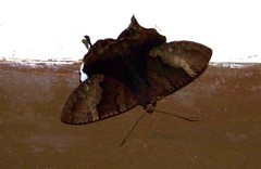 Coronidia leachi