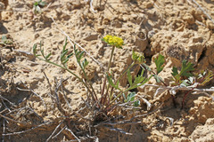Cymopterus glomeratus fendleri