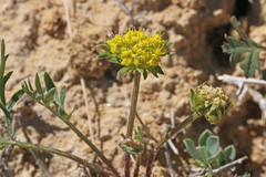 Cymopterus glomeratus fendleri