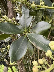 Gaiadendron punctatum