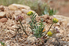 Cymopterus glomeratus fendleri