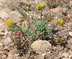 Cymopterus glomeratus fendleri