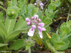 Stachys grandidentata