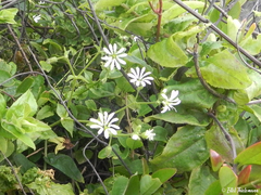 Stellaria chilensis