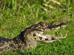 Caiman