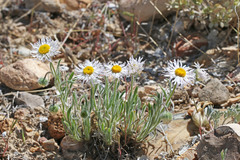 Erigeron concinnus concinnus
