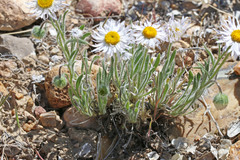 Erigeron concinnus concinnus