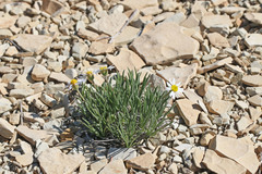 Erigeron nematophyllus