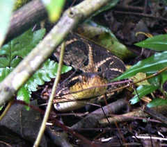 Bothrops jararacussu