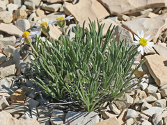 Erigeron nematophyllus