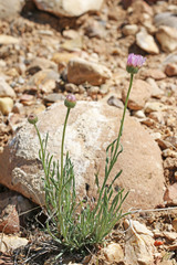 Erigeron pulcherrimus