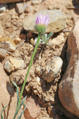 Erigeron pulcherrimus