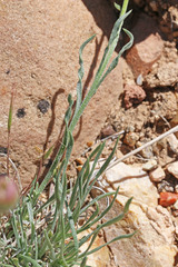 Erigeron pulcherrimus