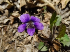 Viola palmata