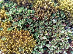 Gaultheria nubicola