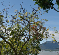 Dendrophthoe curvata