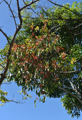 Dendrophthoe curvata