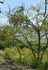 Dendrophthoe curvata