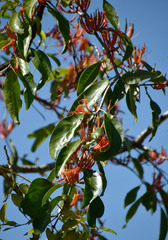 Dendrophthoe curvata