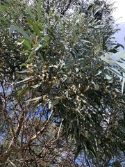 Eucalyptus crenulata