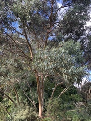 Eucalyptus crenulata
