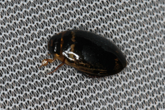 Thermonectus