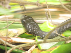 Chironius laevicollis