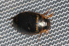 Thermonectus